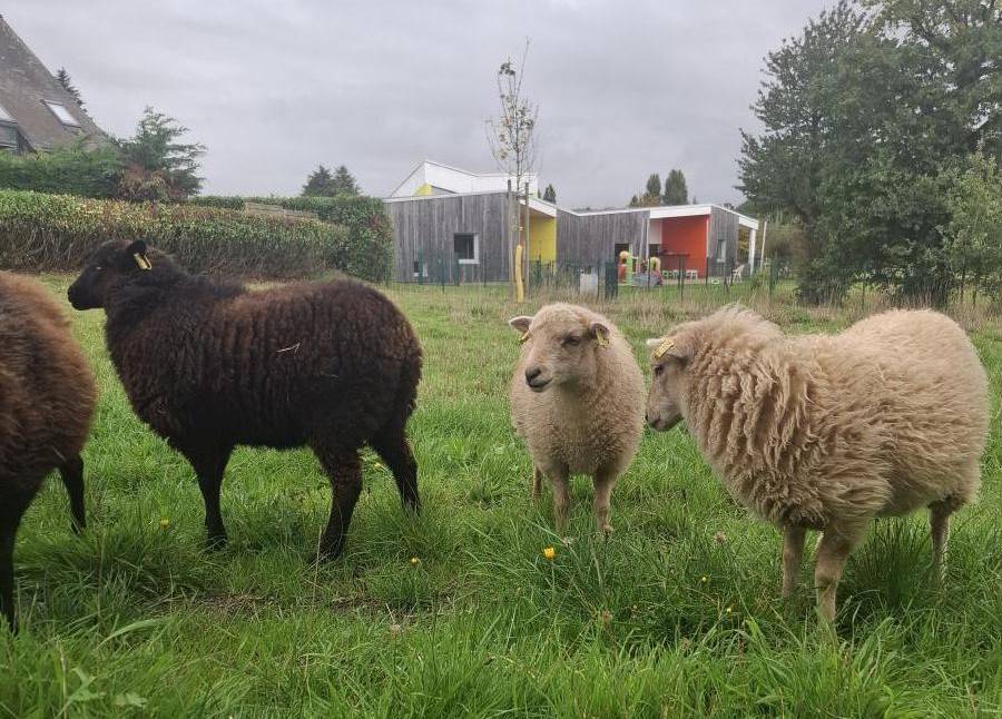 ecomouton collège bretagne