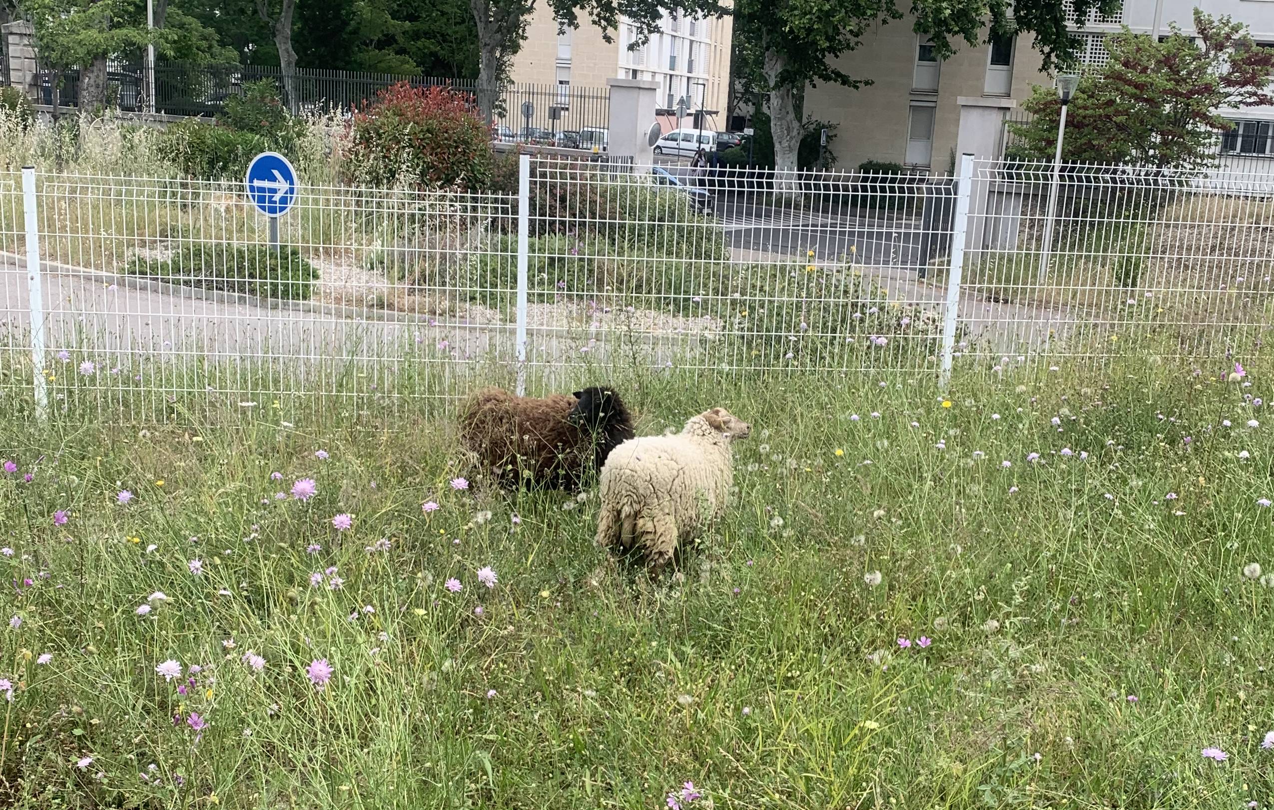 ecopaturage béziers