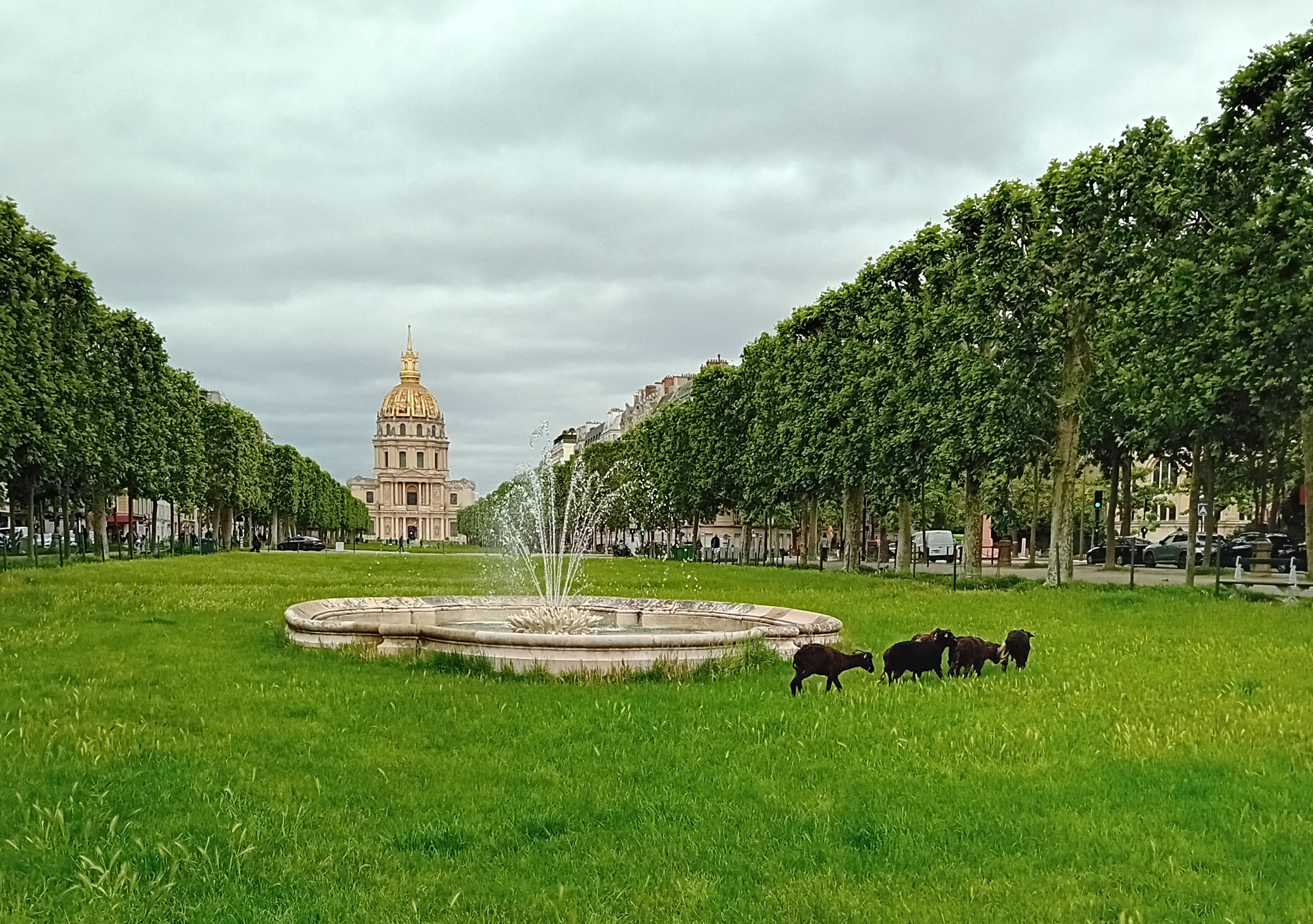 Moutons d'Ouessant en éco-pâturage urbain à Paris, face aux Invalides