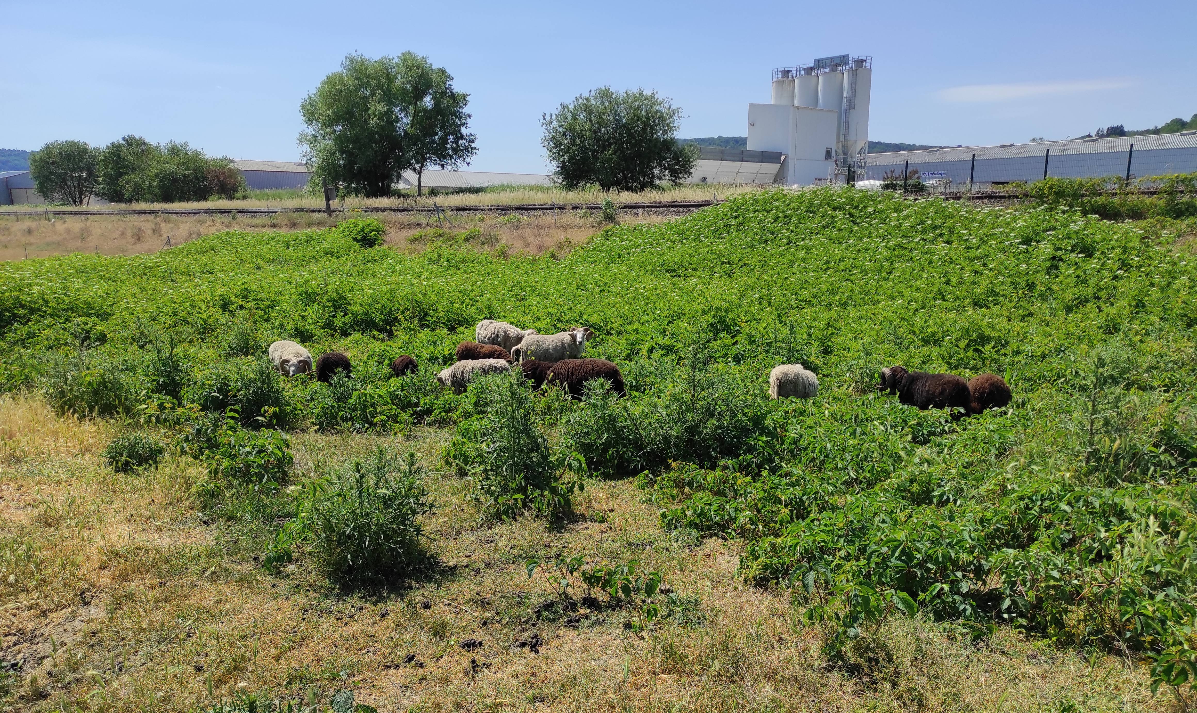 ecopaturage bourgogne