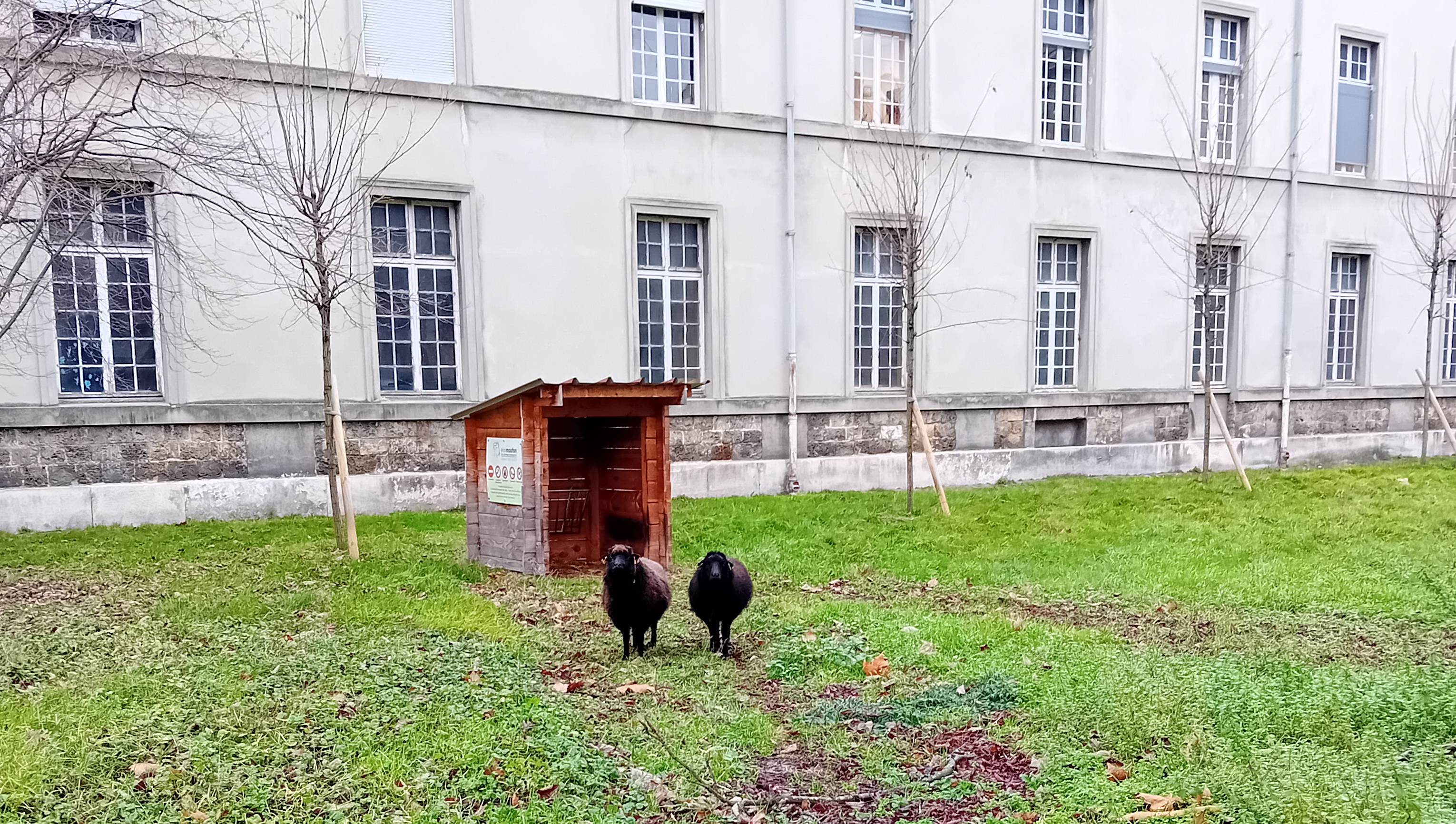 ecopaturage hopital ivry