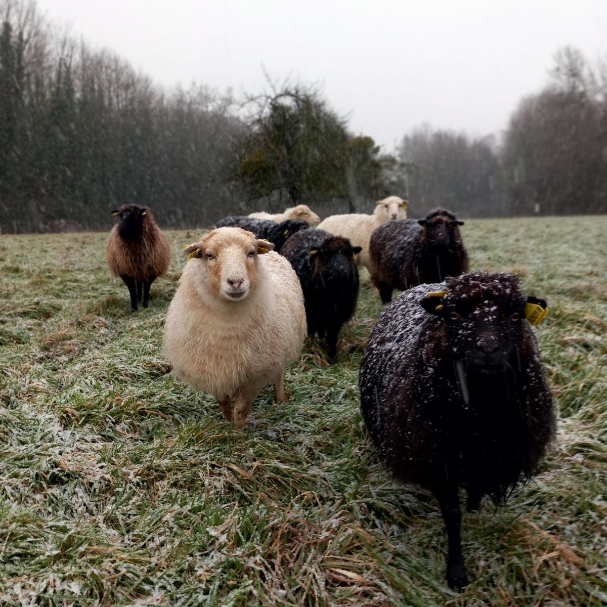 ecopaturage hibernage gratuit ecopaturage