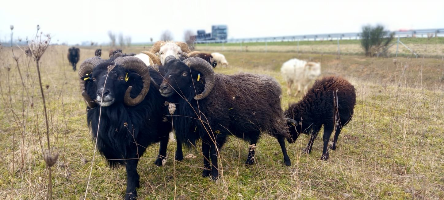 moutons en hivernage