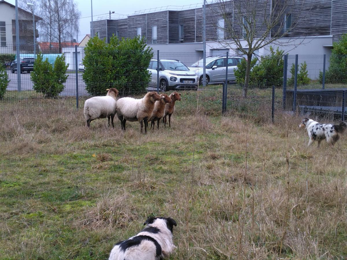 ecopaturage moutons solognot