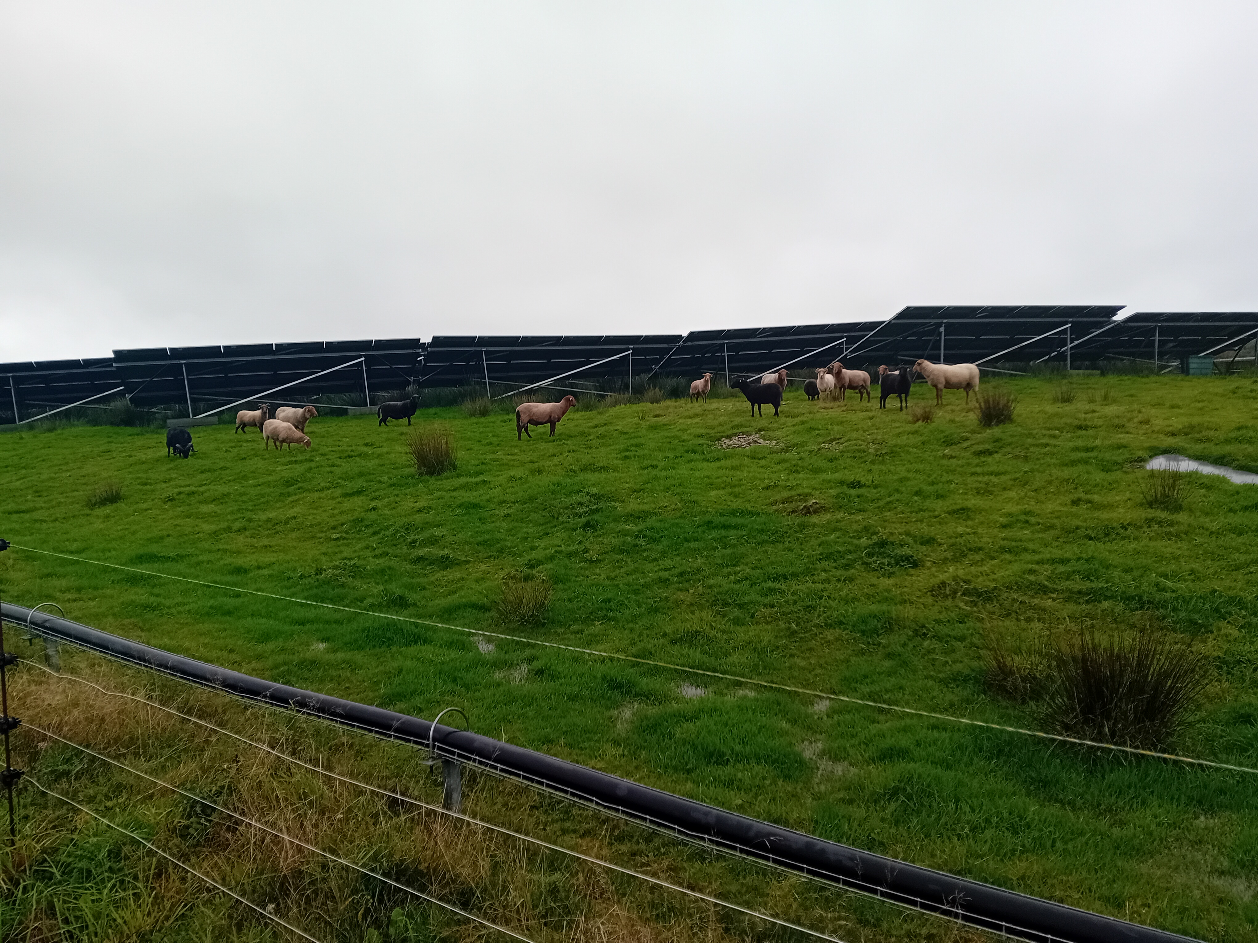 panneaux solaires ecomouton