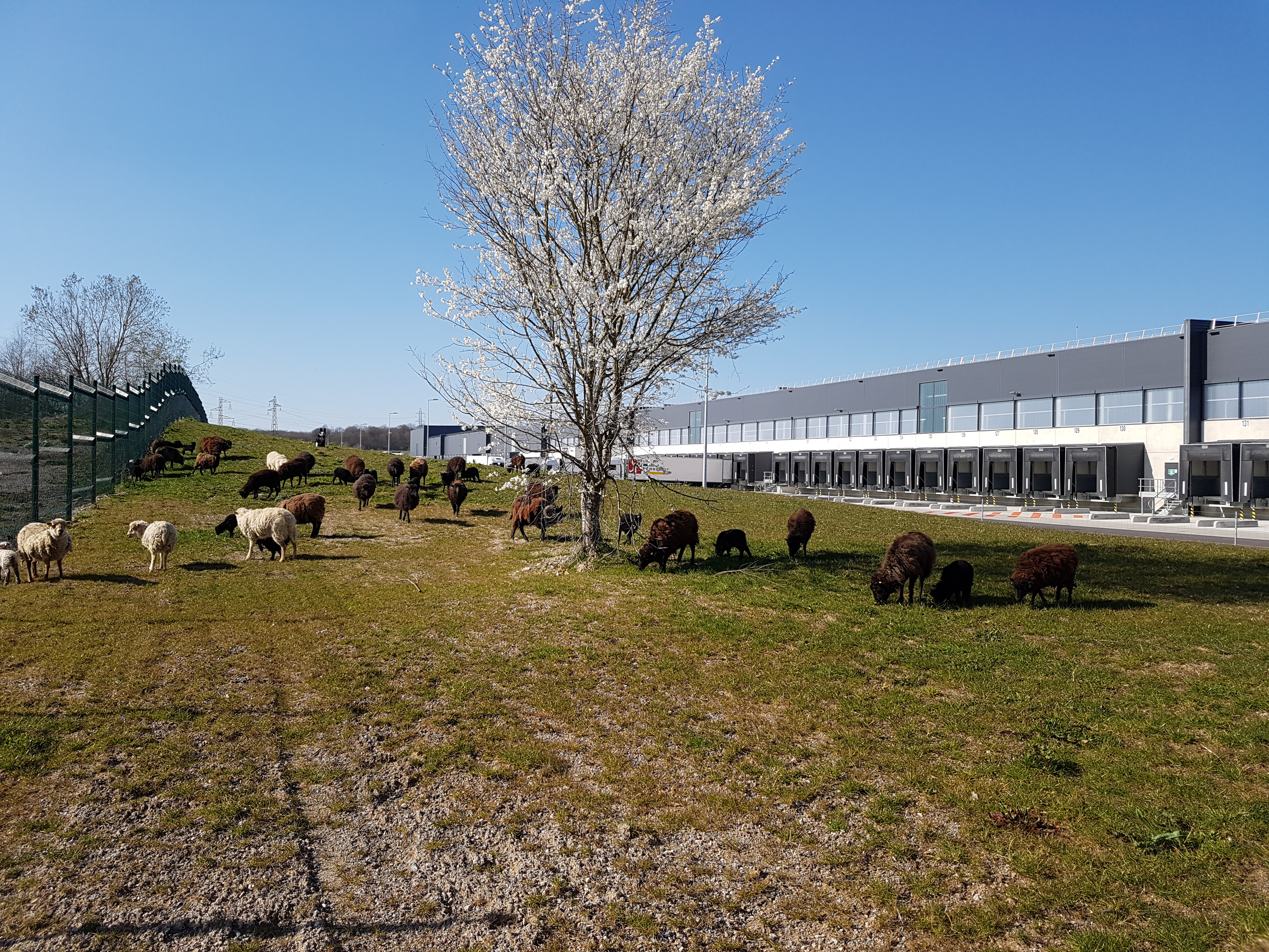 ecopaturage ecomouton lidl