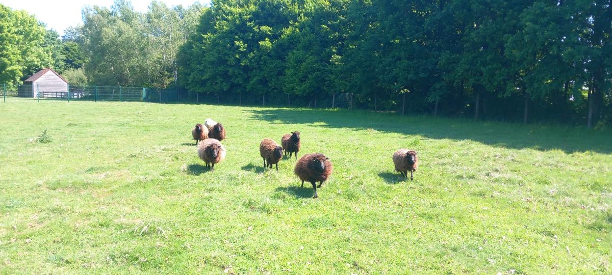 ecopaturage ecomouton