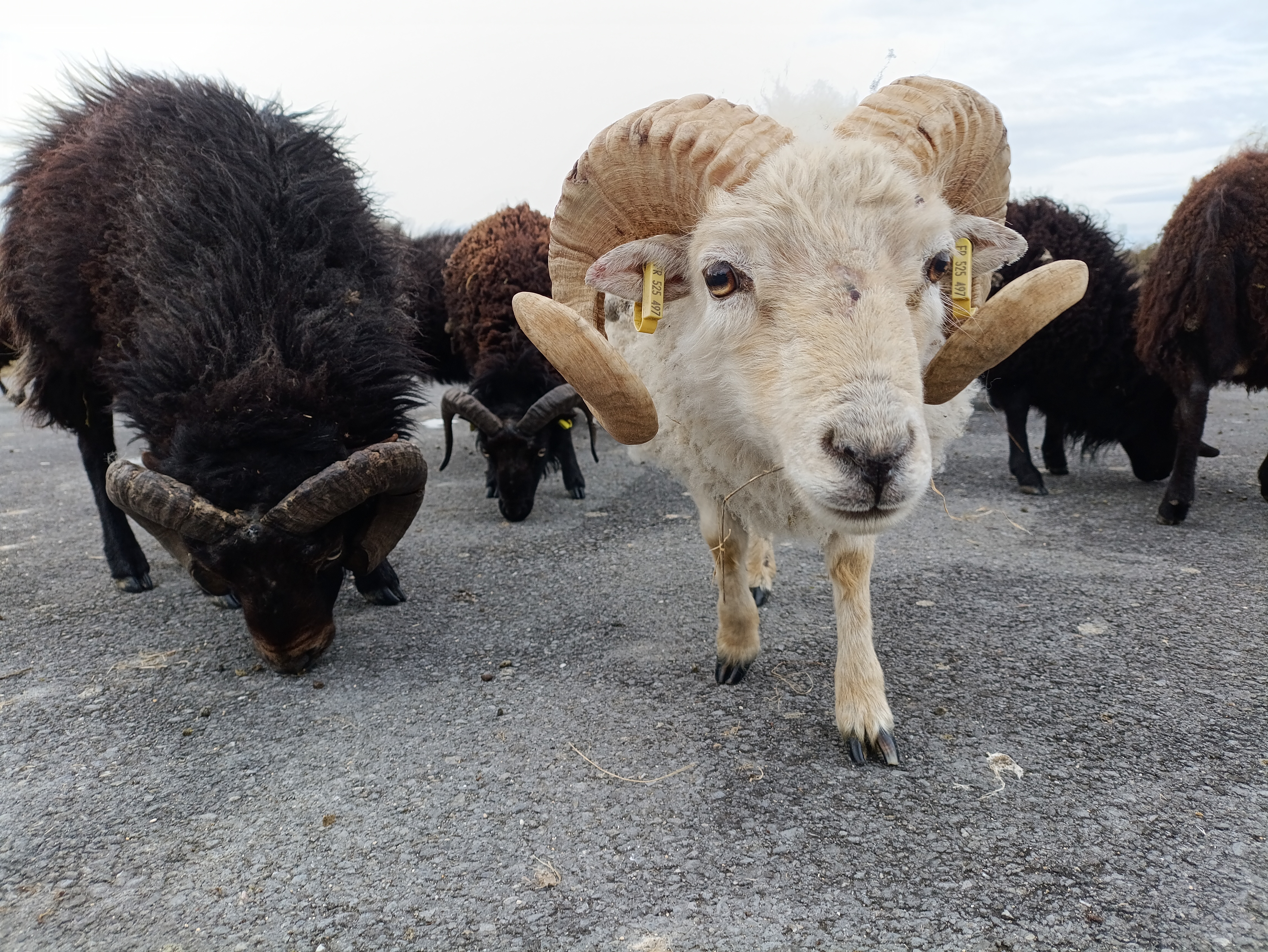 ecopaturage ecomouton