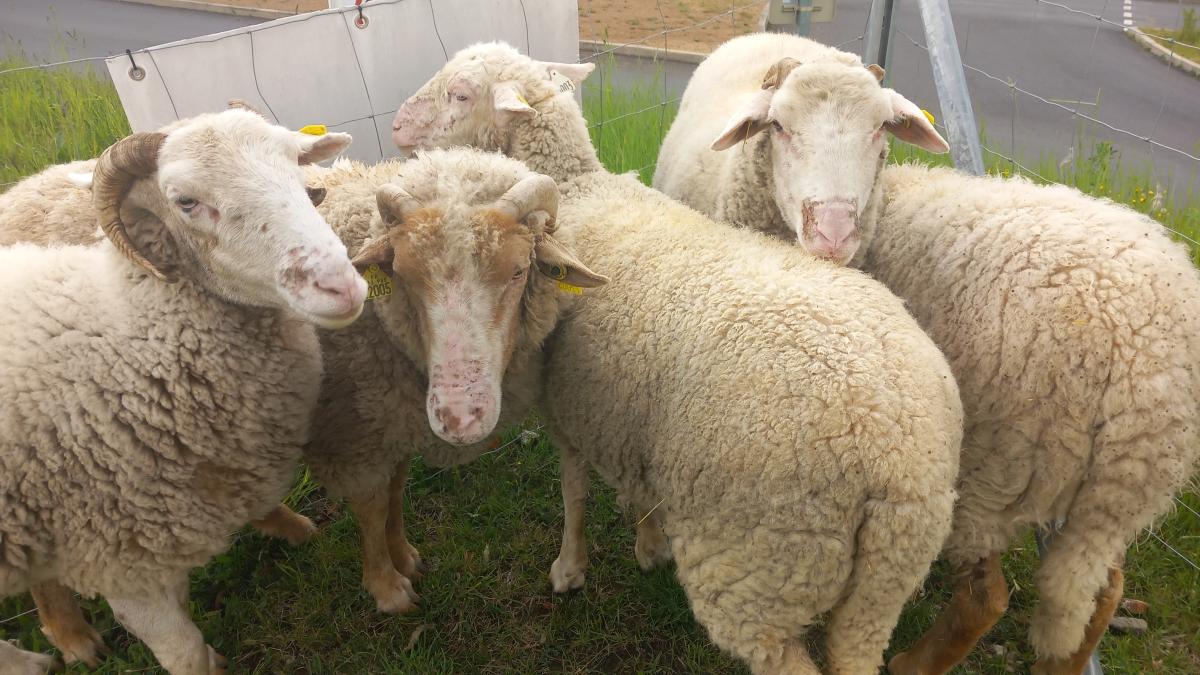 mouton avec plaies au museau causées par une intoxication au millepertuis