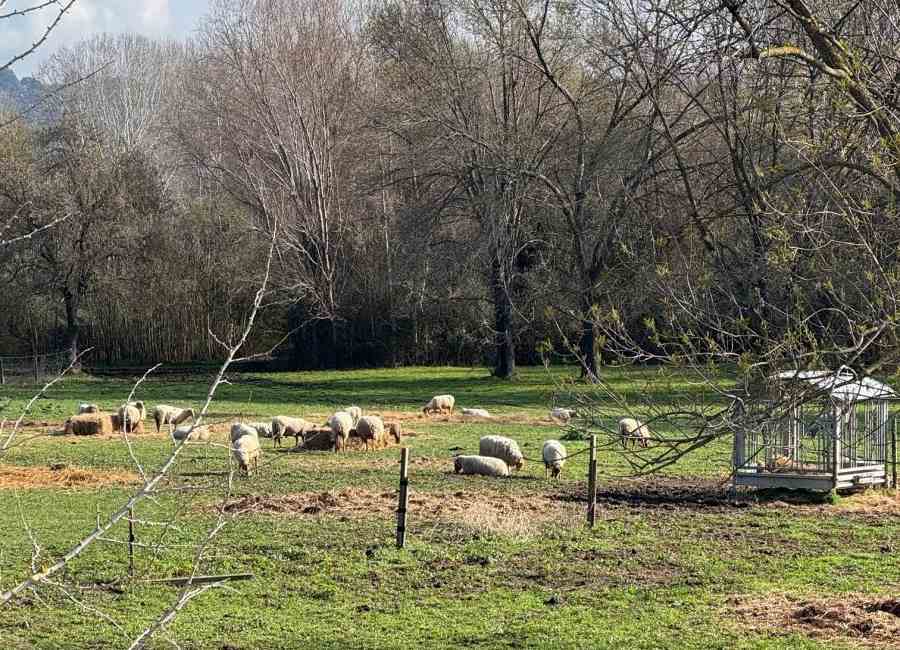 ecopaturage