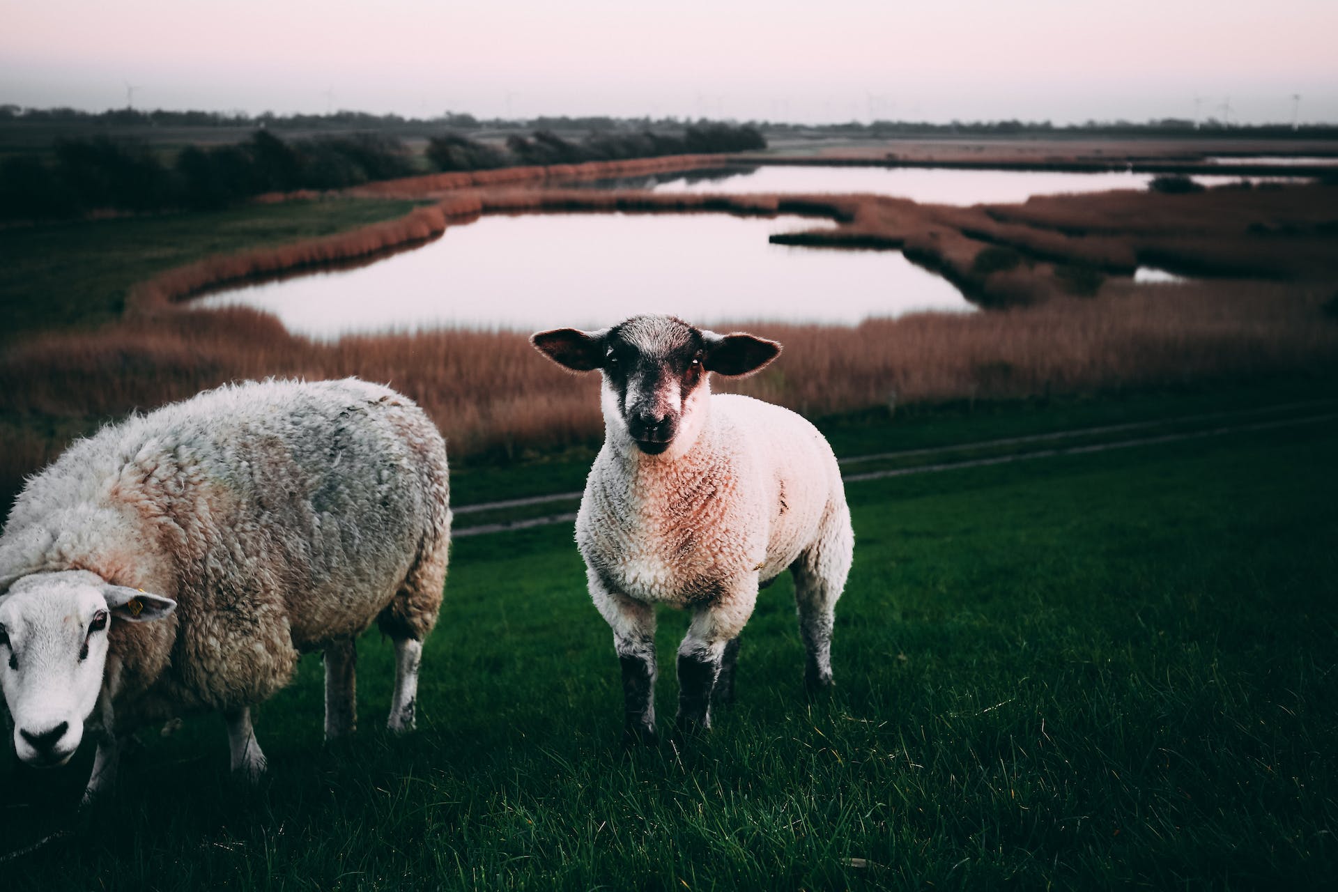 moutons éco-pâturage