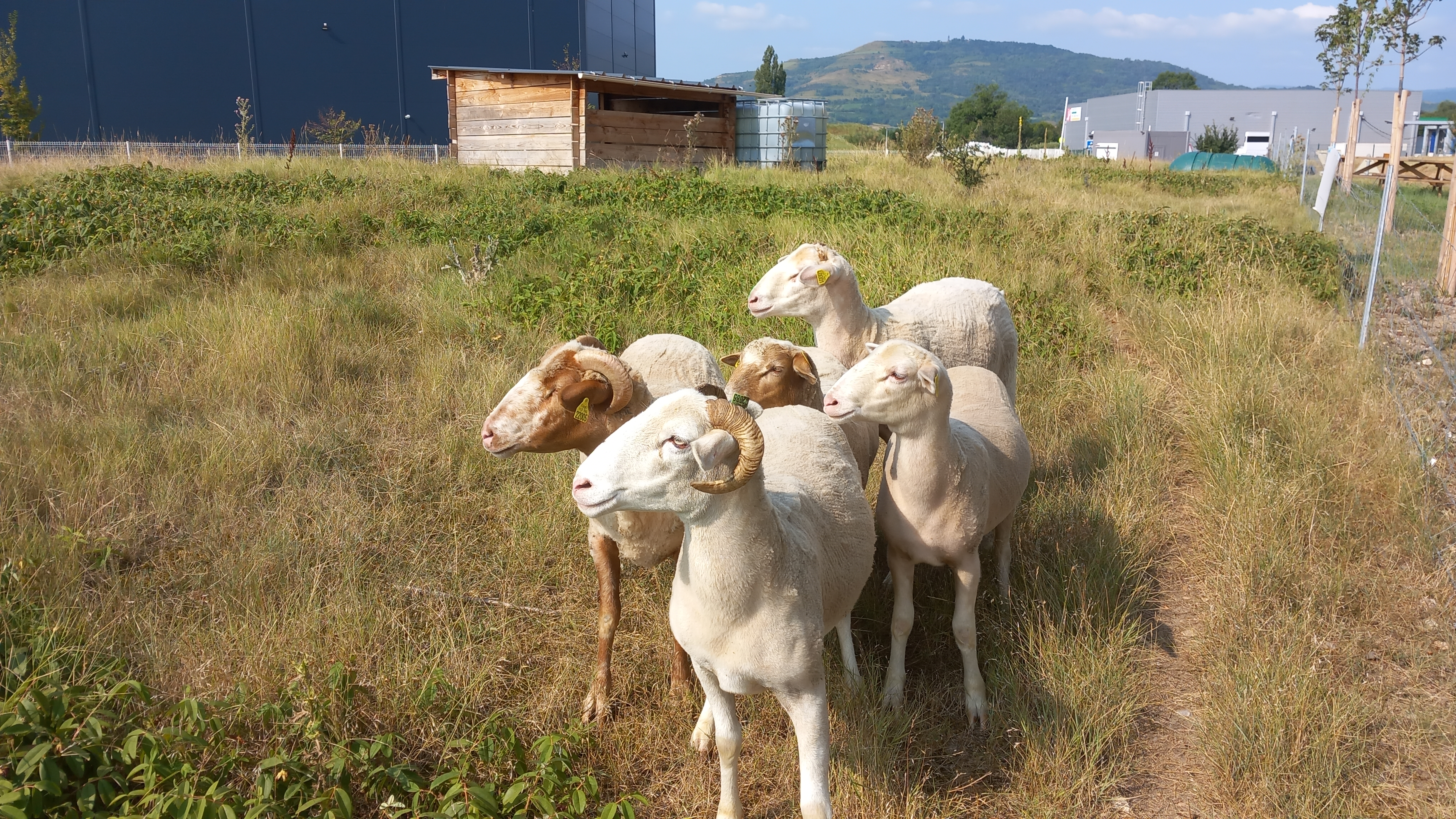 moutons en convalescence après millepertuis