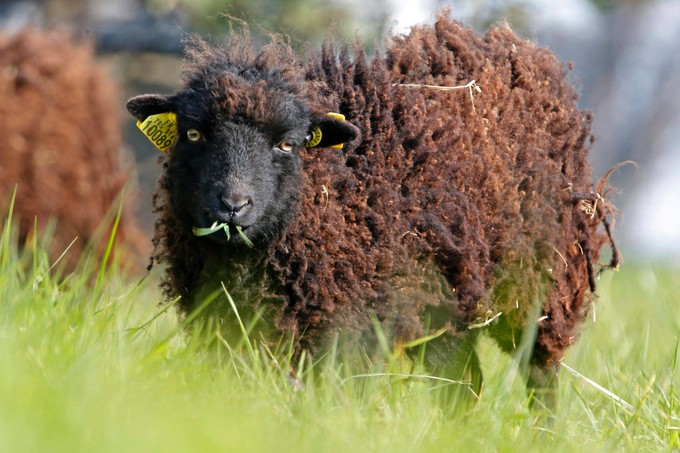 Le mouton d'Ouessant