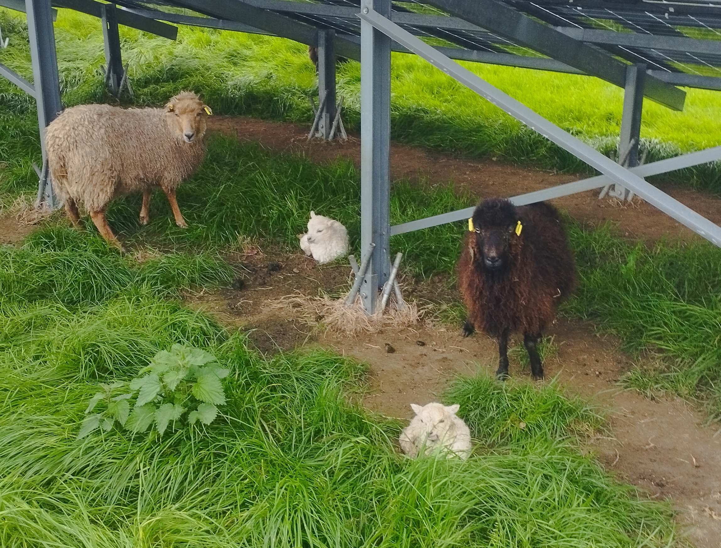 mouton ecomouton
