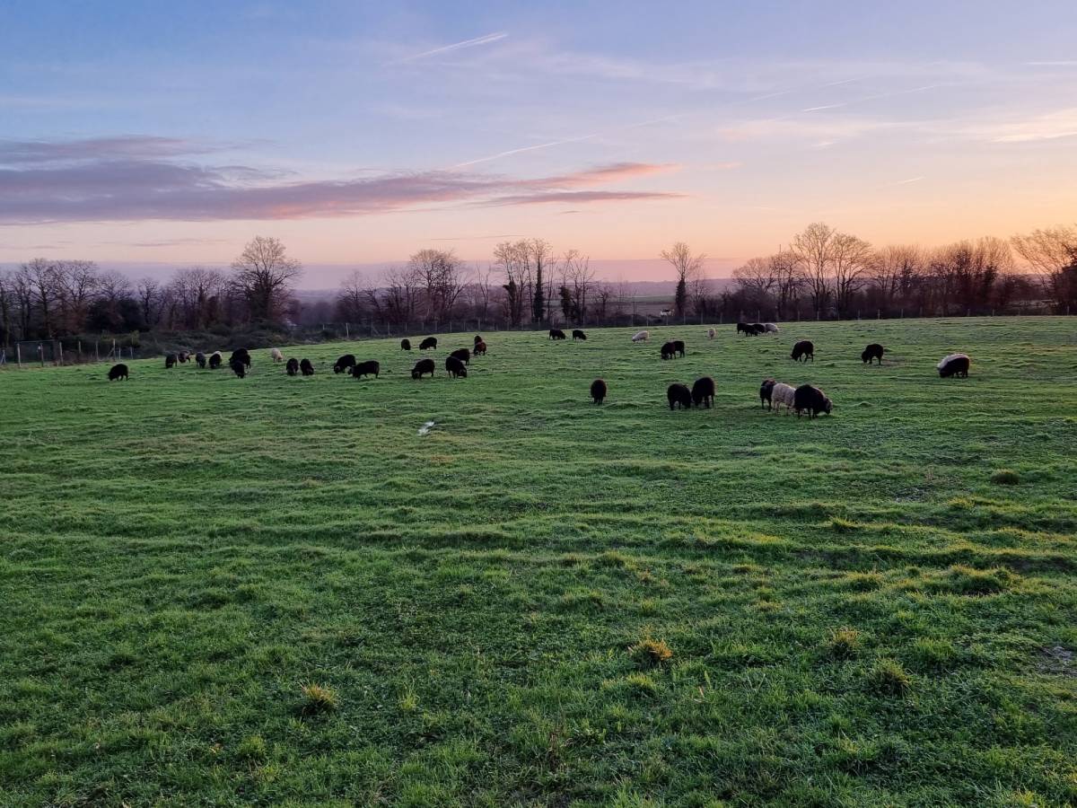 ecopaturage loire ecomouton