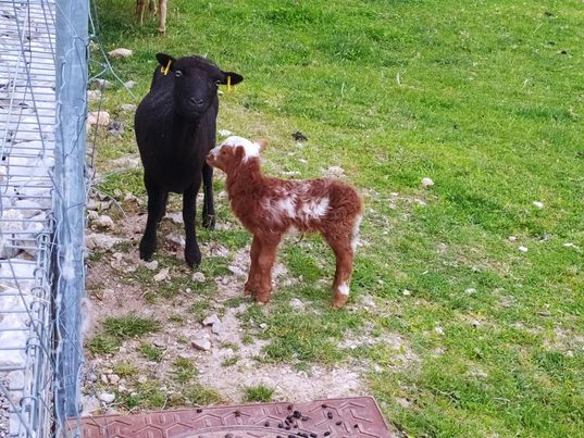 ecopaturage aix en provence