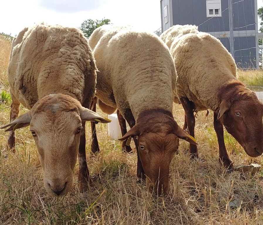 Moutons d'Ouessant en écopâturage se protéger du soleil