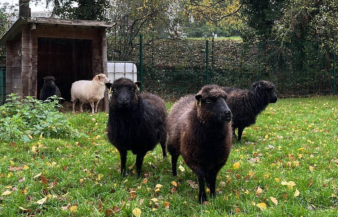 moutons nantes
