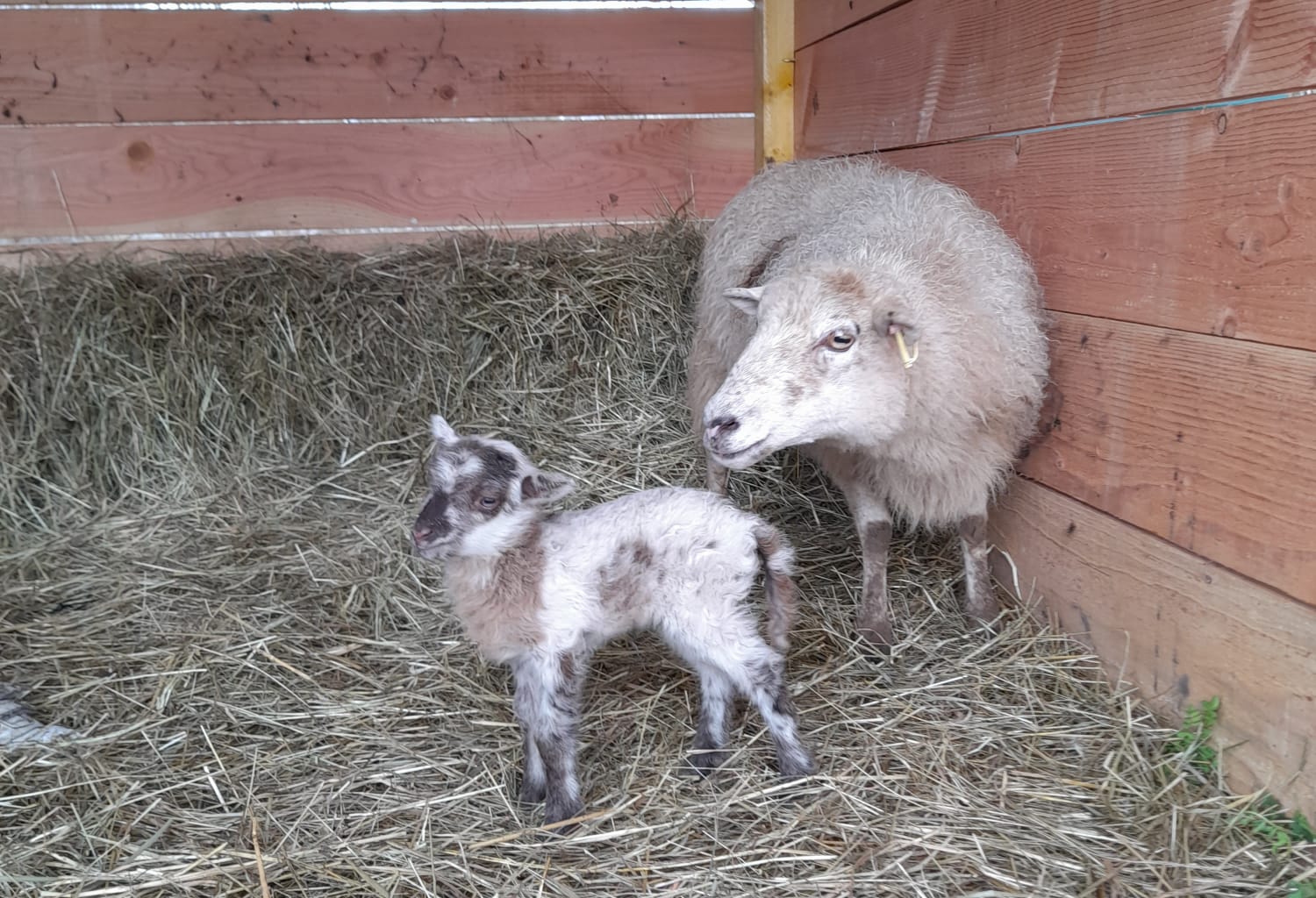 naissance ecomouton