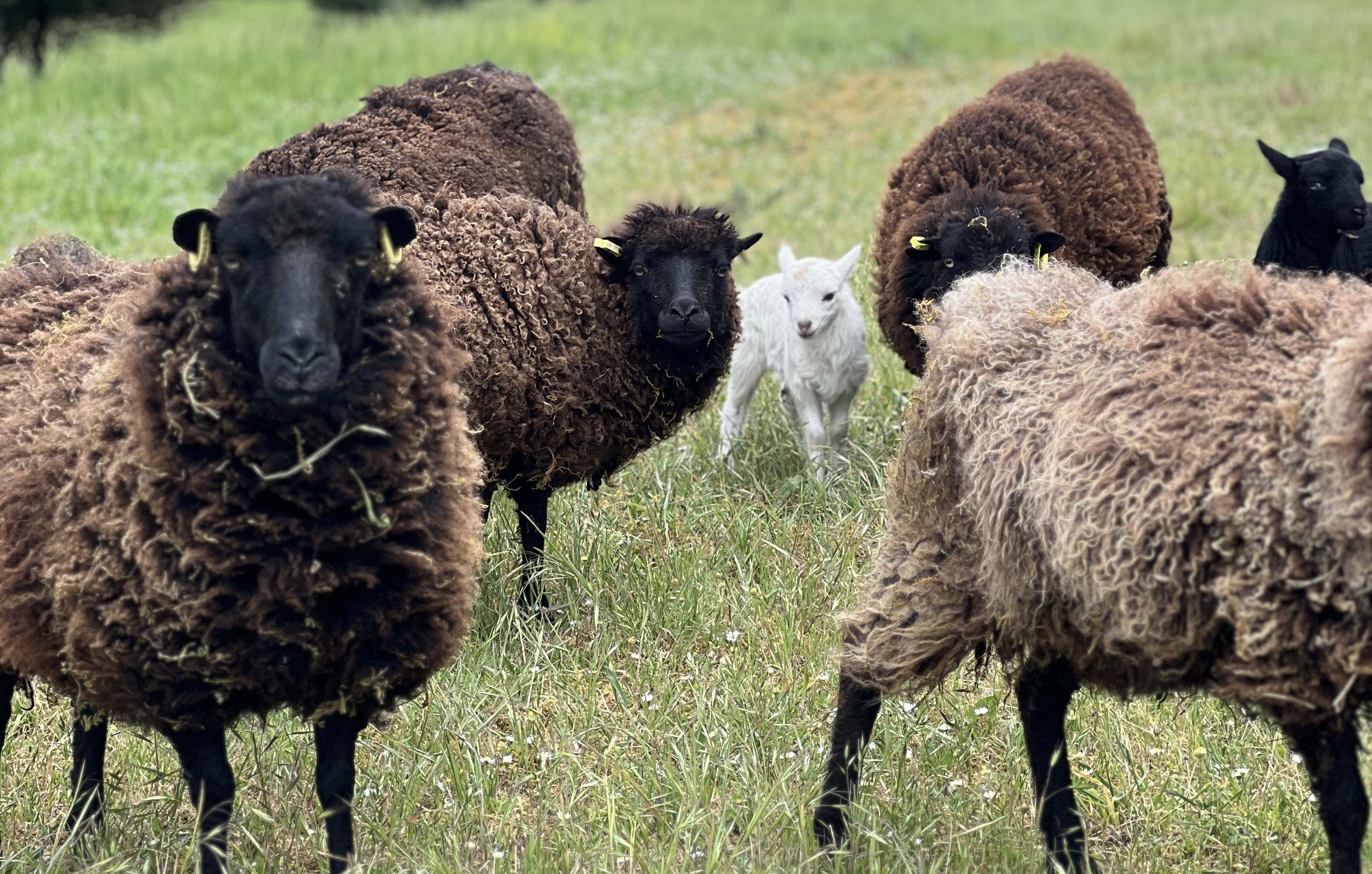 Agnelage au printemps dans un site en éco-pâturage, moutons d'Ouessant et gestion naturelle des espaces verts