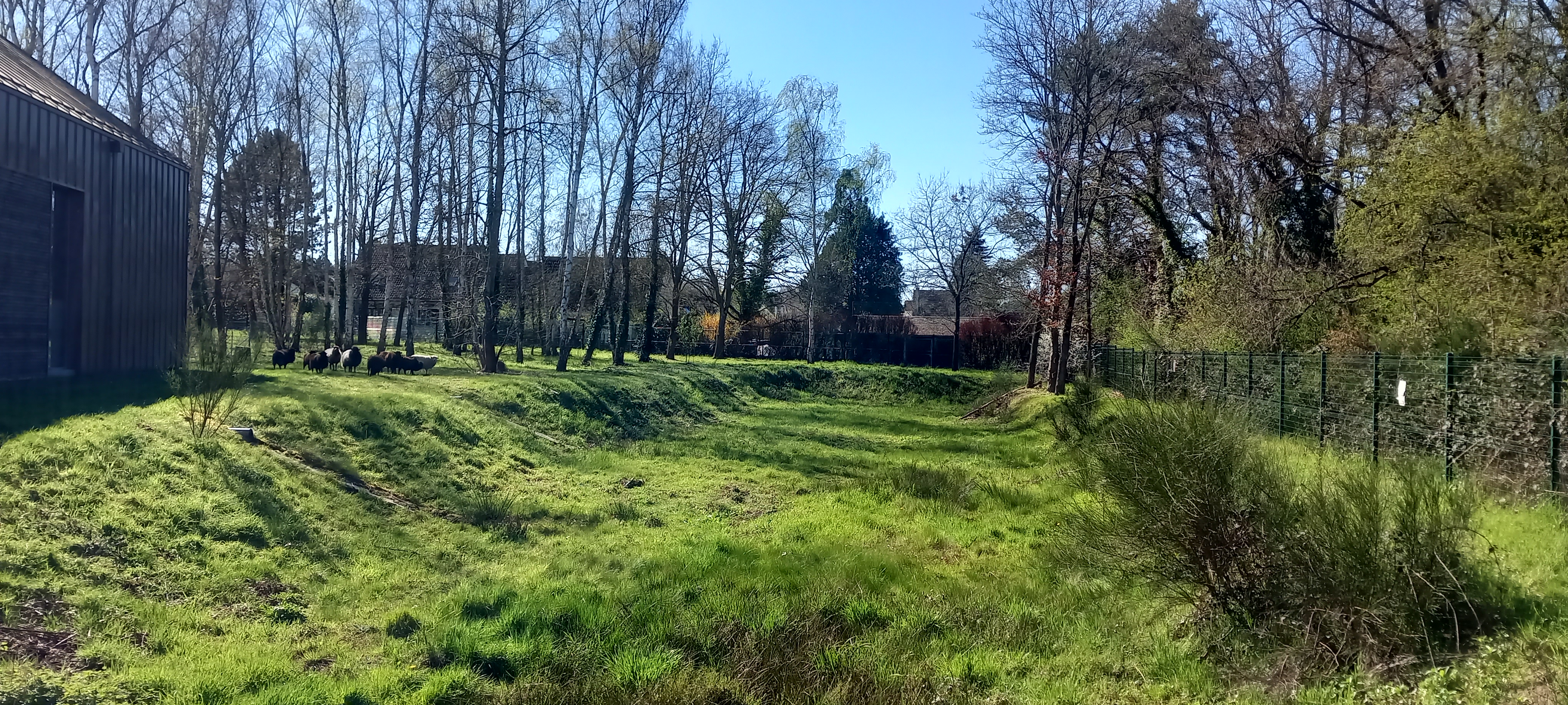 ecopaturage urbain reprise