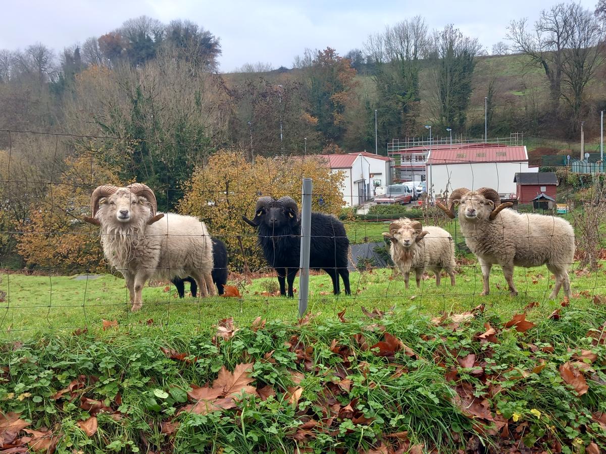 Moutons en éco-pâturage en automne, reproduction et gestion écologique des espaces verts