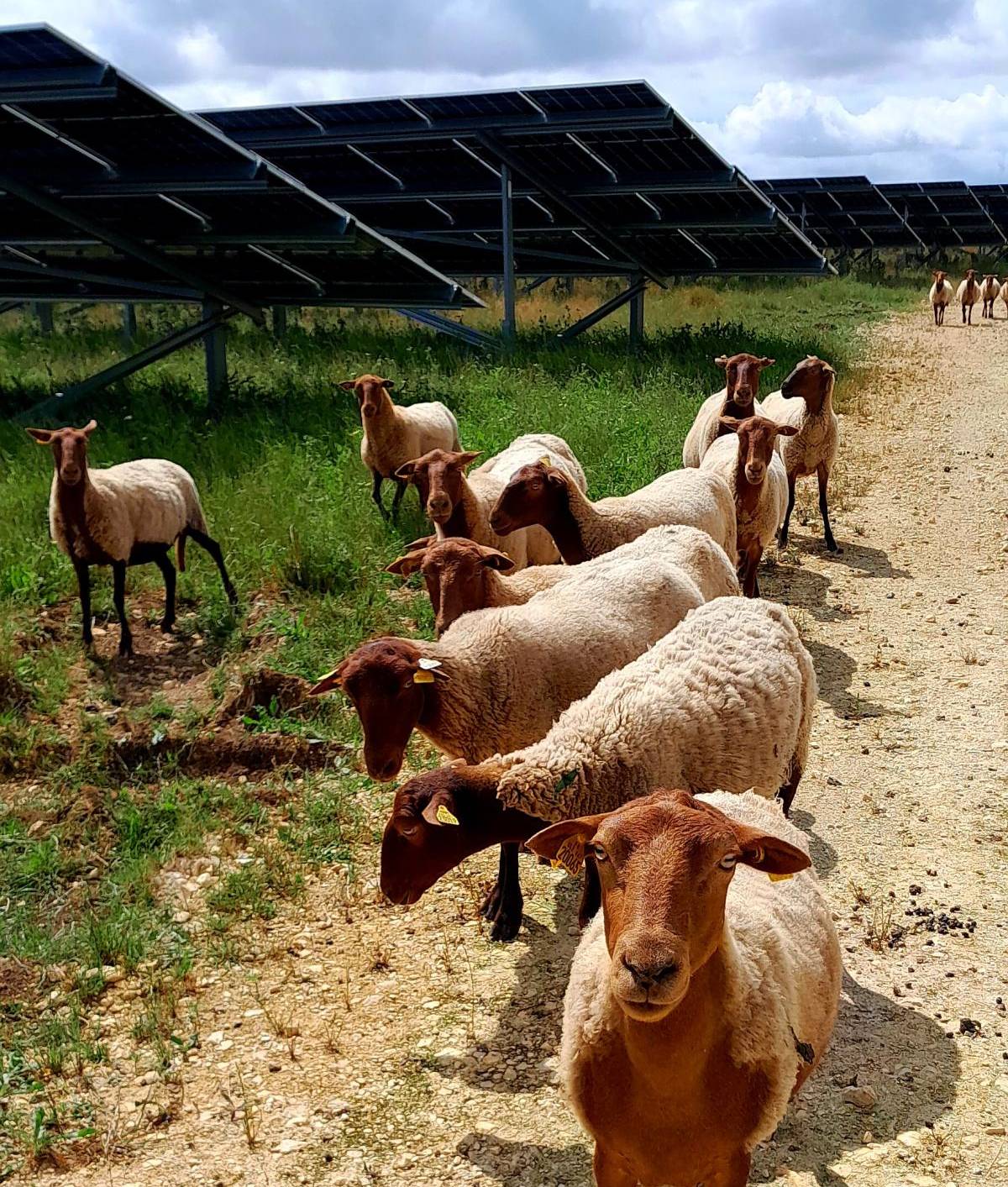 ecopaturage panneaux solaires ecomouton