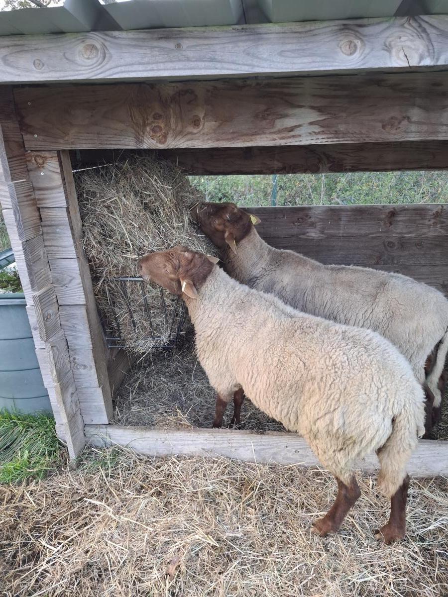 ecopaturage bretagne solognot