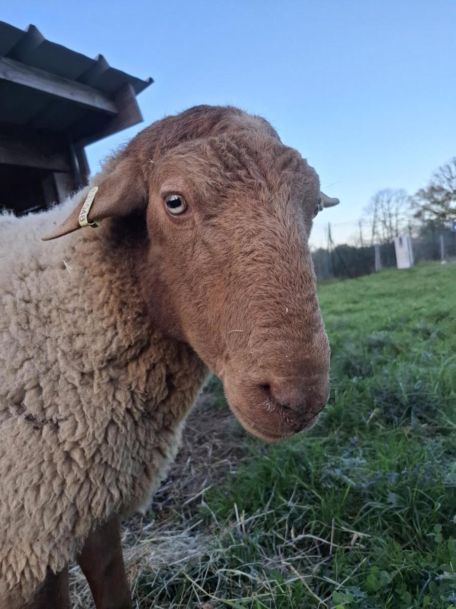 ecopaturage bretagne