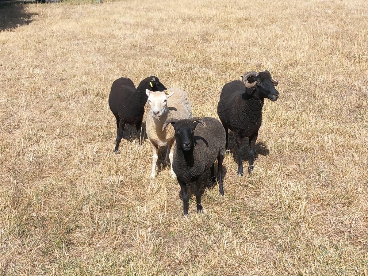 Moutons tondus en éco-pâturage pendant l'été, gestion des canicules et entretien naturel des espaces verts