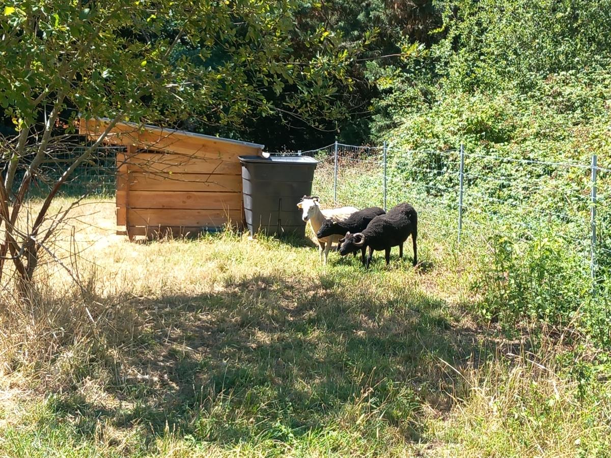 béliers ouessant près de leur abri en écopaturage