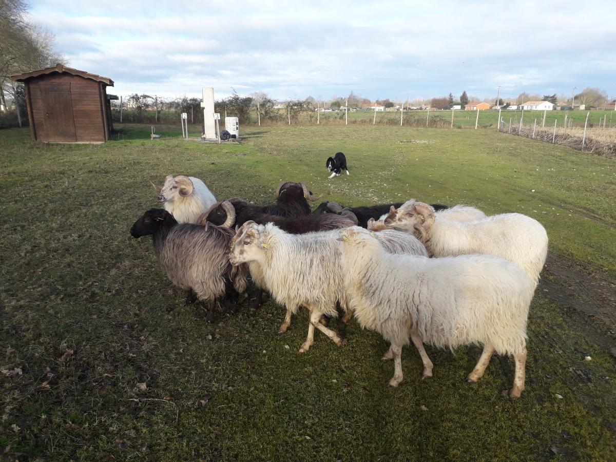 moutons landais ecopaturage