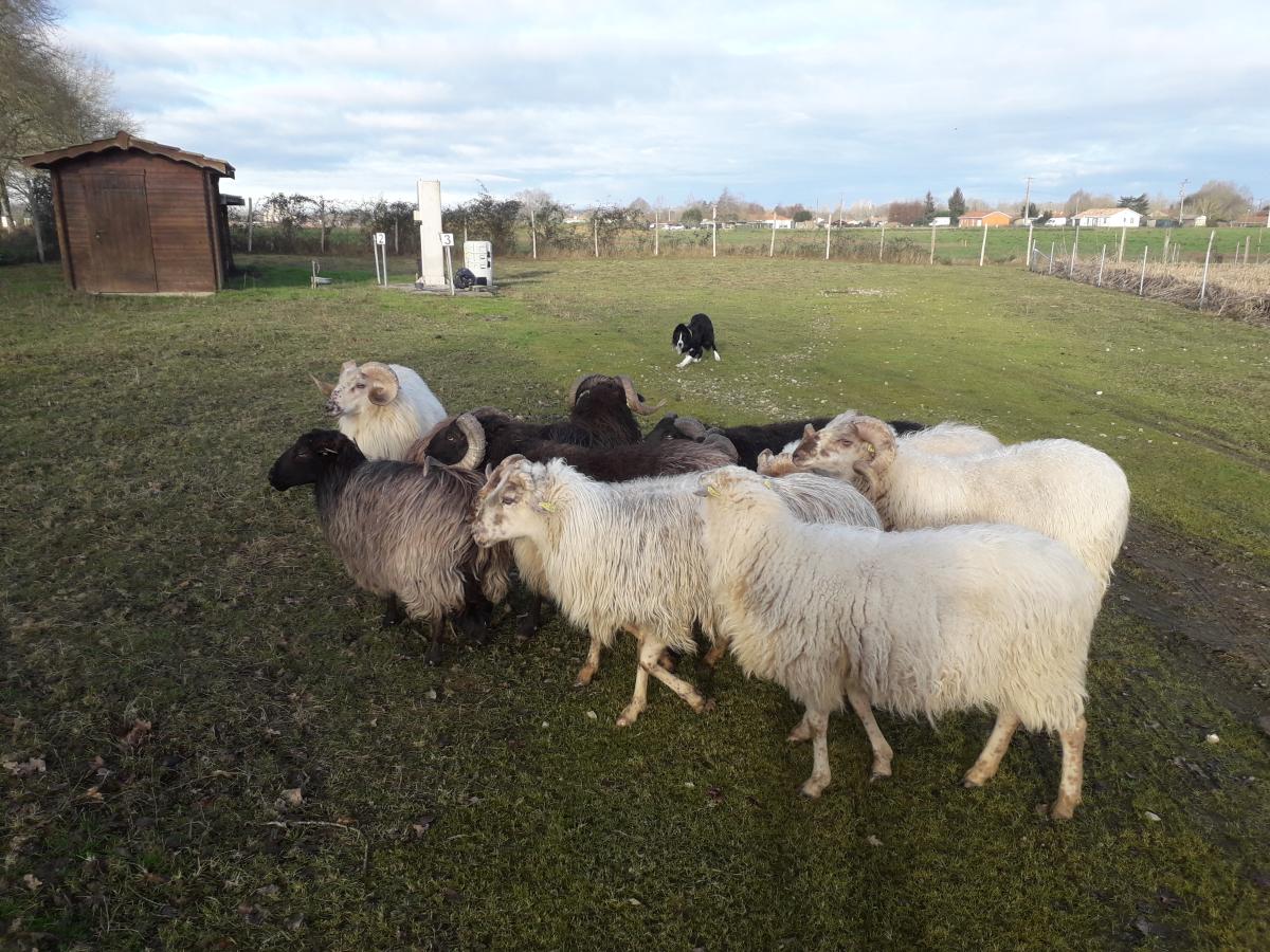 moutons landais ecopaturage