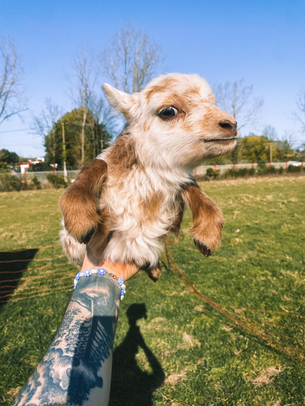 système U naissance