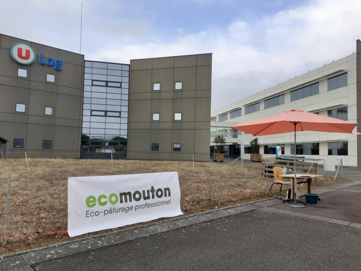 ecopaturage système U Ecomouton