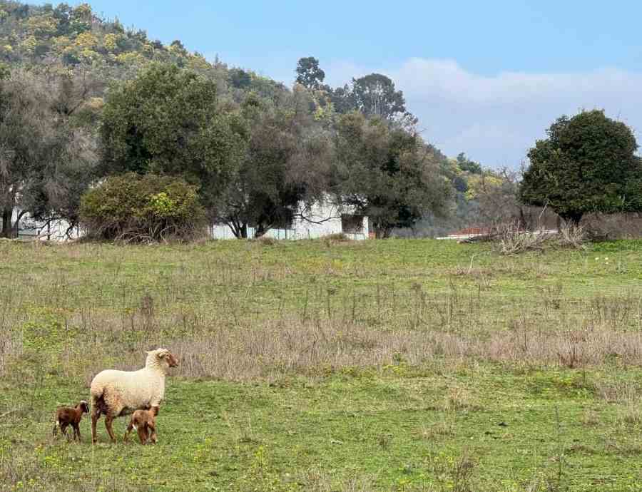 ecopaturage