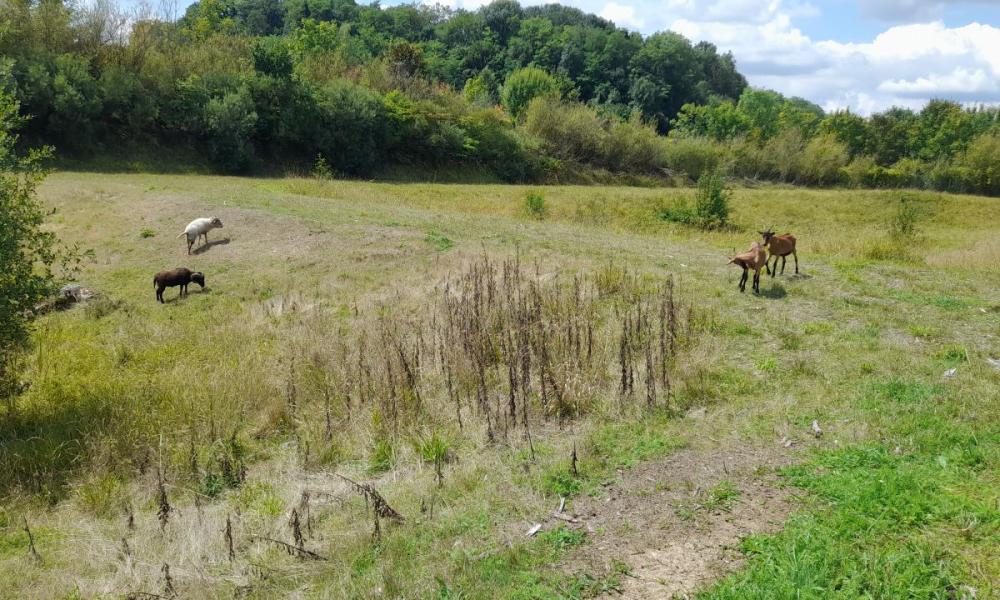 ecopaturage herbivores