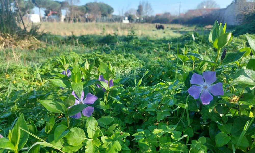 ecopaysage ecomouton