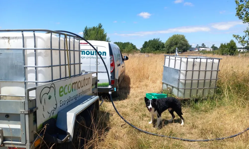 ecopaturage canicule moutons