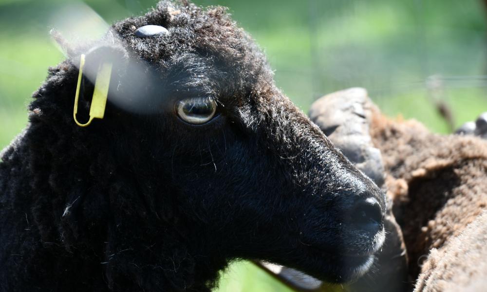 ouessant ecopaturage