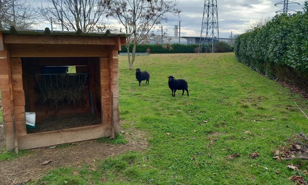 ecopaturage amazon toulouse