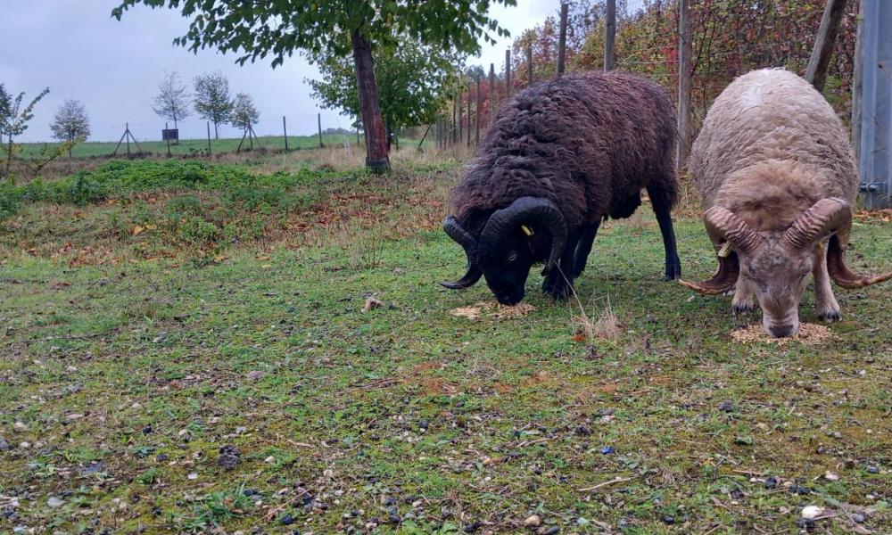 ecopaturage ecomouton