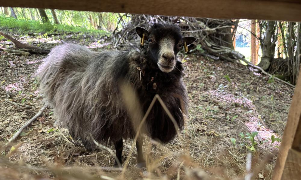 ecopaturage auvergne rhone alpes