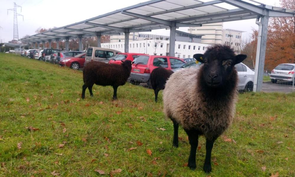 ecopaturage crous nantes