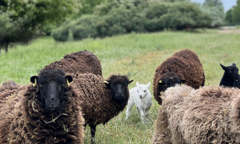 ecopaturage ecomouton