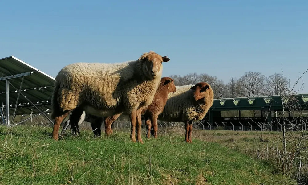 moutons-eco-paturage