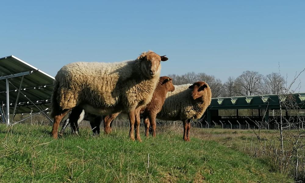 moutons-eco-paturage