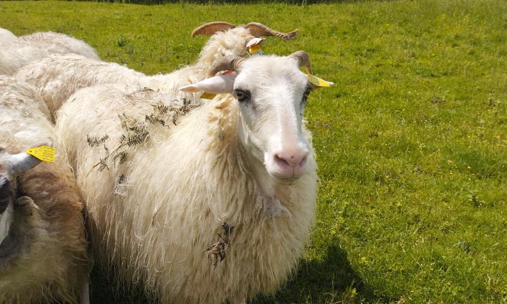 mouton landais ecopaturage