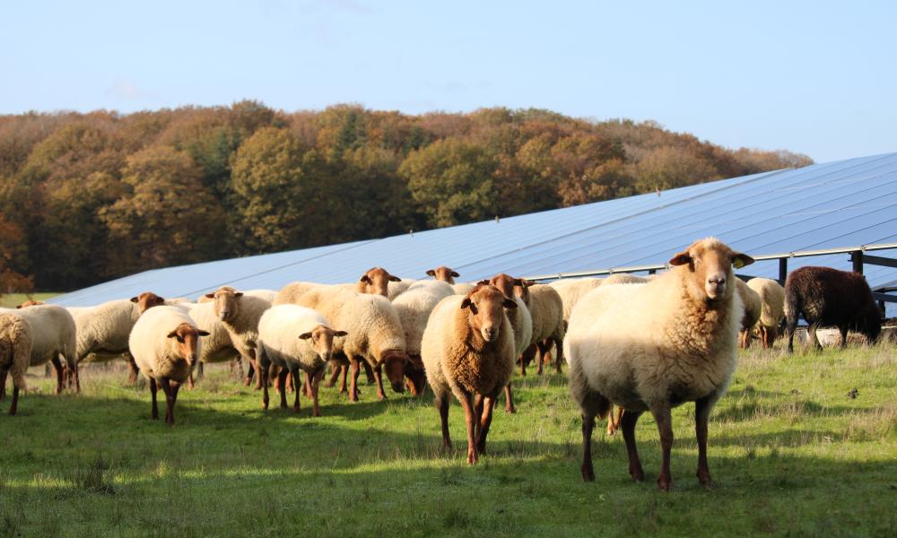 Moutons qui broutent sous des panneaux solaires