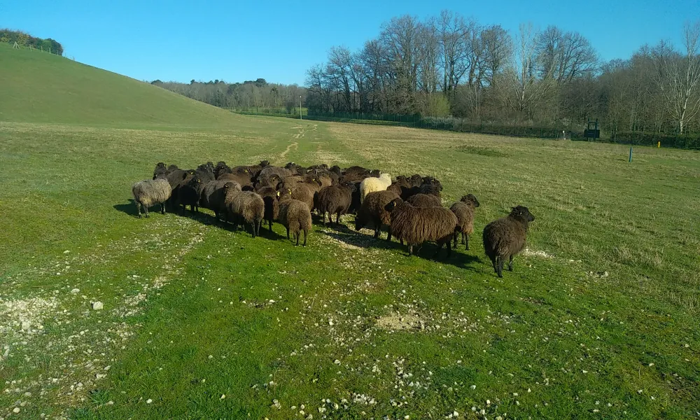 ecopaturage gironde